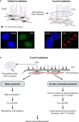 Methods to Study Intracellular Movement and Localization of the Nucleotide Excision Repair Proteins at the DNA Lesions in Mammalian Cells